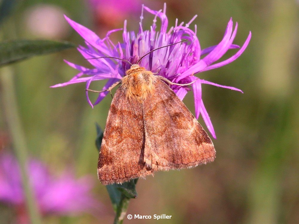 Falena da identificare: Euclidia (Euclidia) glyphica - Erebidae